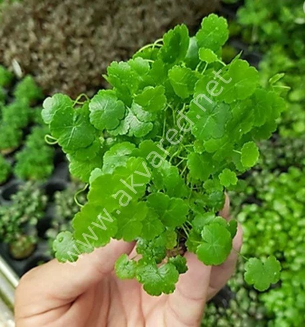 Hydrocotyle sibthorpioides EXVITRO
