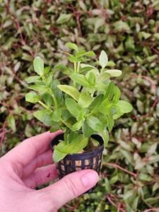 Bacopa madagascariensis Premium POT