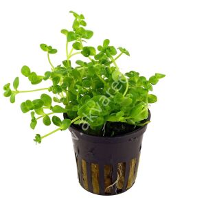 Bacopa australis Premium POT