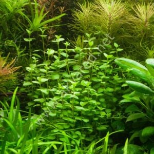 Bacopa australis Premium POT