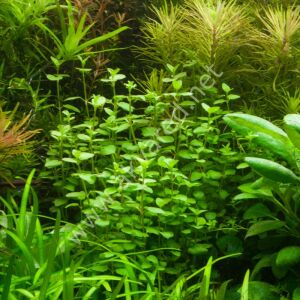 Bacopa australis Premium POT