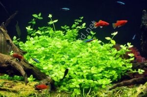 Bacopa australis Premium POT