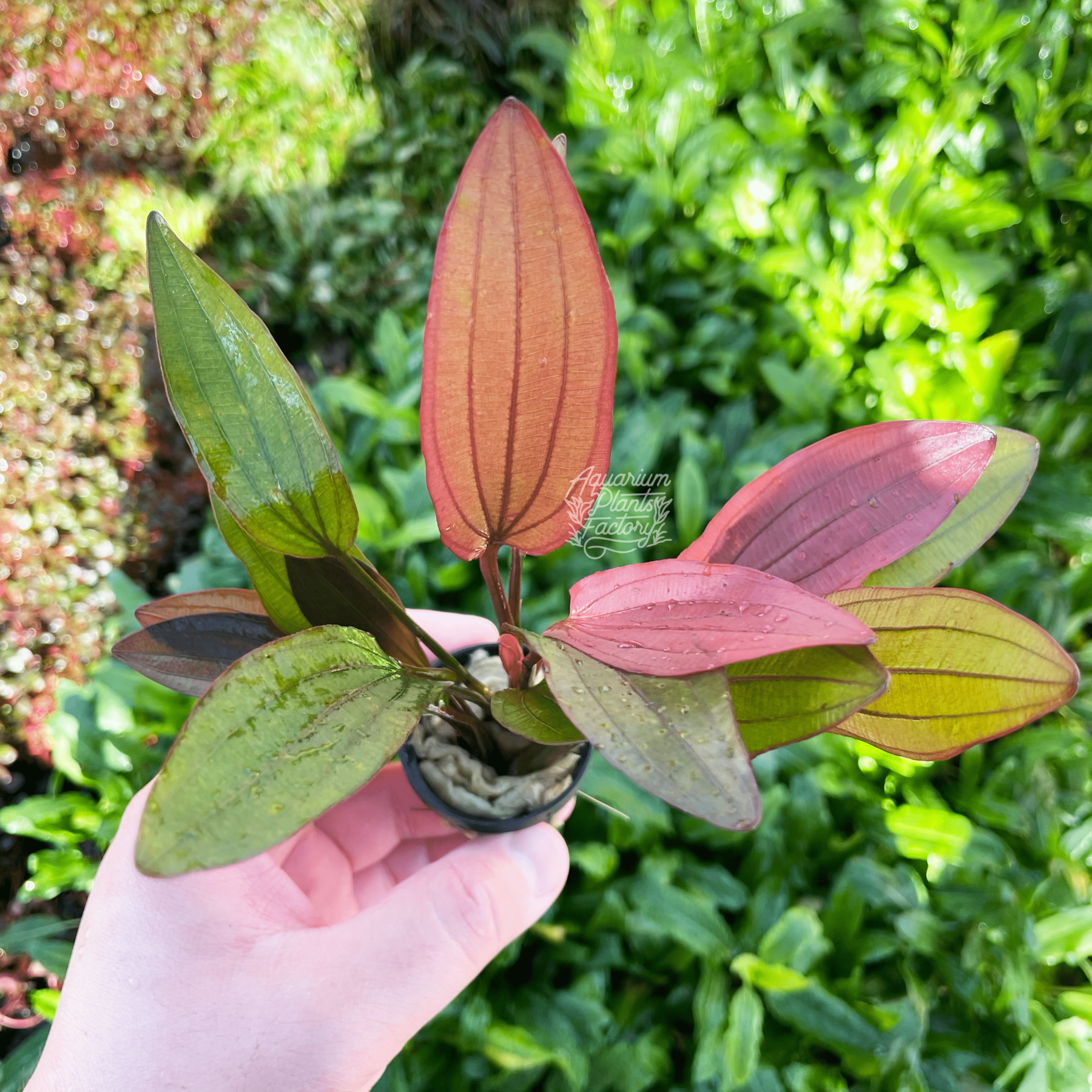 Echinodorus hybrid BUKET