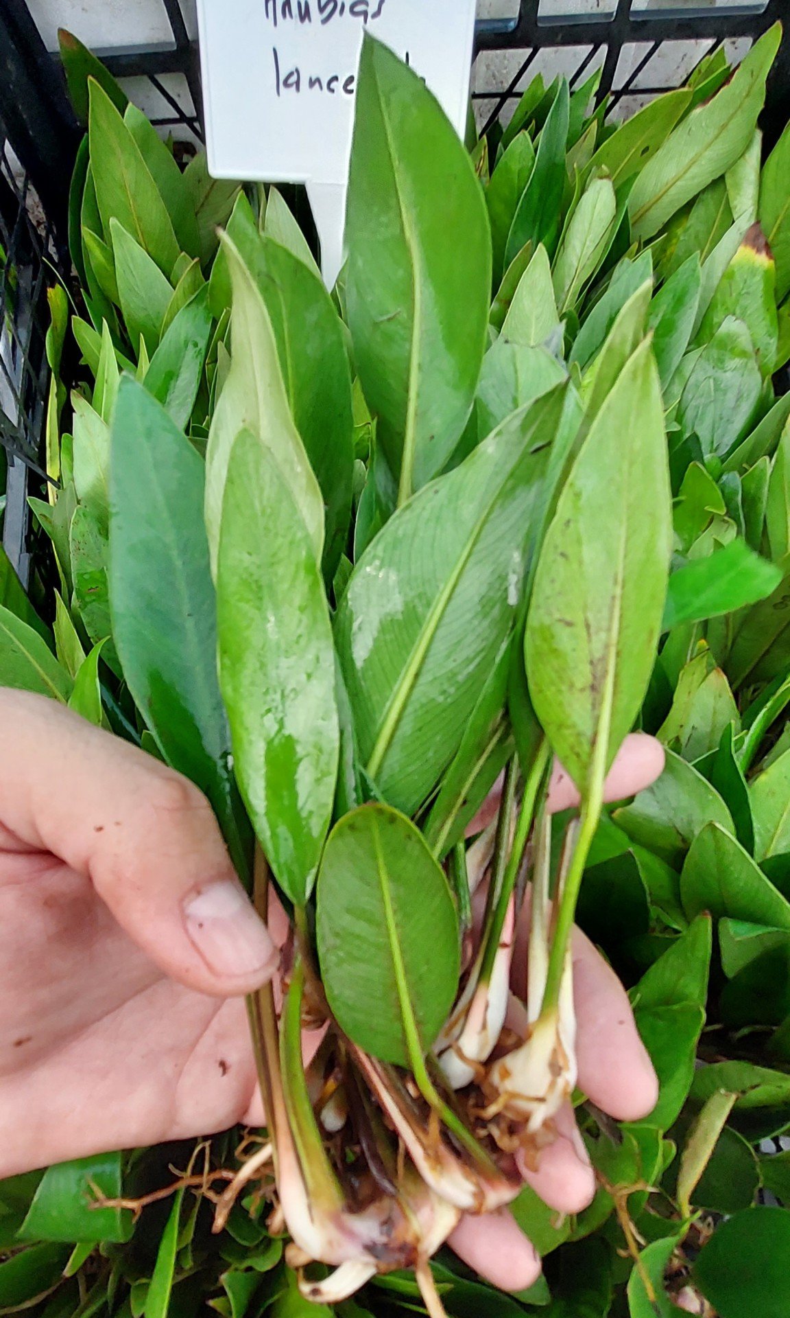 Anubias lanceolata ADET