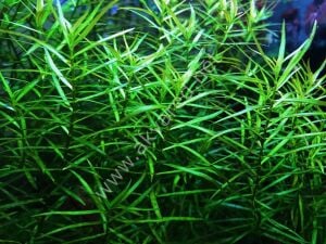 Ludwigia arcuata Premium POT