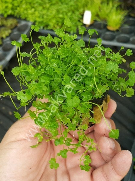 Hydrocotyle tripartita / sp. Japan BUKET
