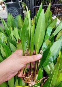 Anubias congensis SAKSI