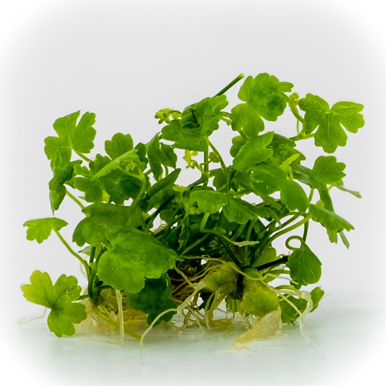 Akvared - Hydrocotyle tripartita / sp. Japan ADET EXVITRO