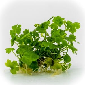 Hydrocotyle tripartita / sp. Japan EXVITRO