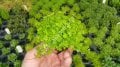 Hydrocotyle tripartita / sp. Japan EXVITRO