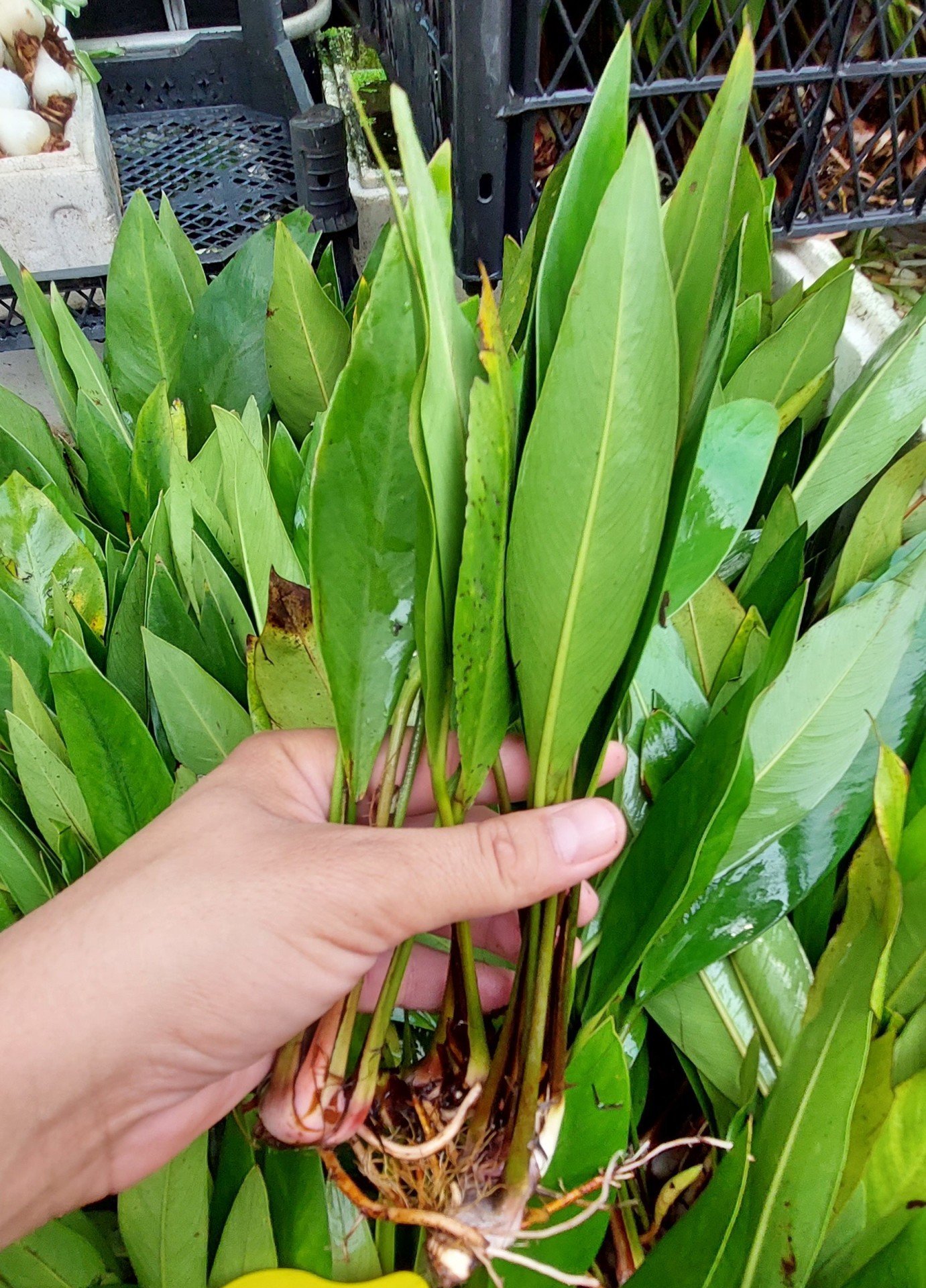 Anubias congensis Büyük Boy ADET