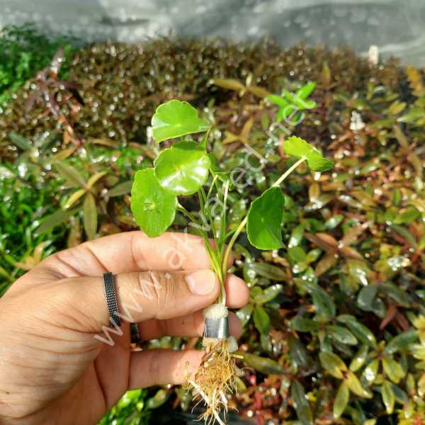 Hydrocotyle verticillata SAKSI