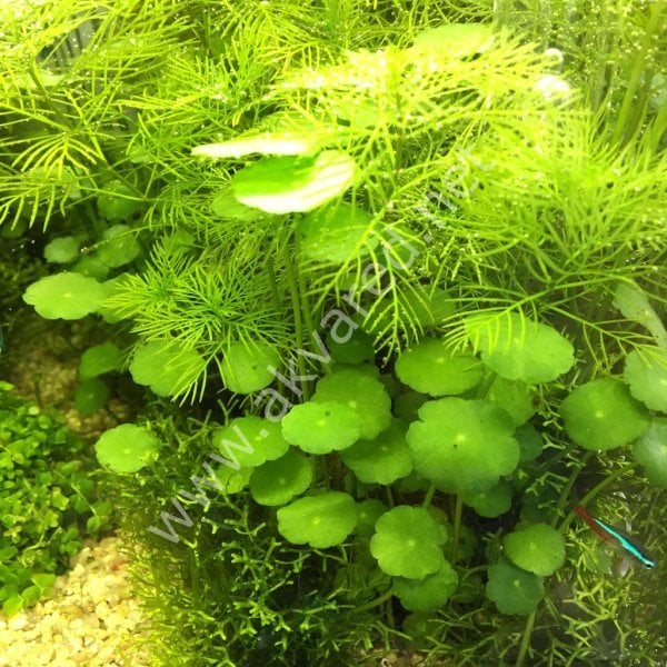 Hydrocotyle verticillata SAKSI