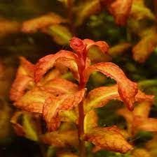 Ludwigia sp. guinea BUKET