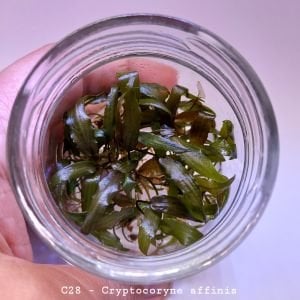 Cryptocoryne affinis EXVITRO