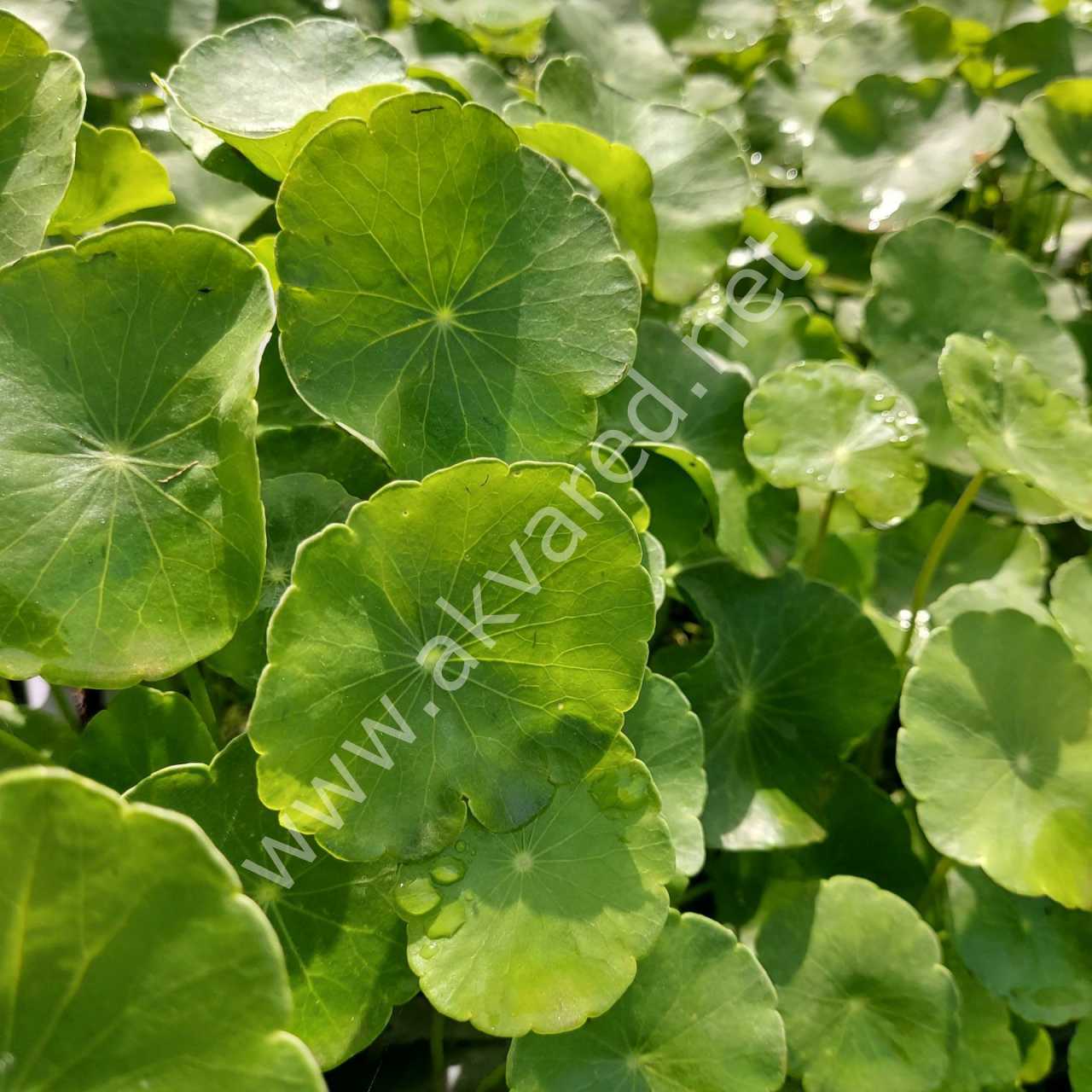 Hydrocotyle verticillata BUKET