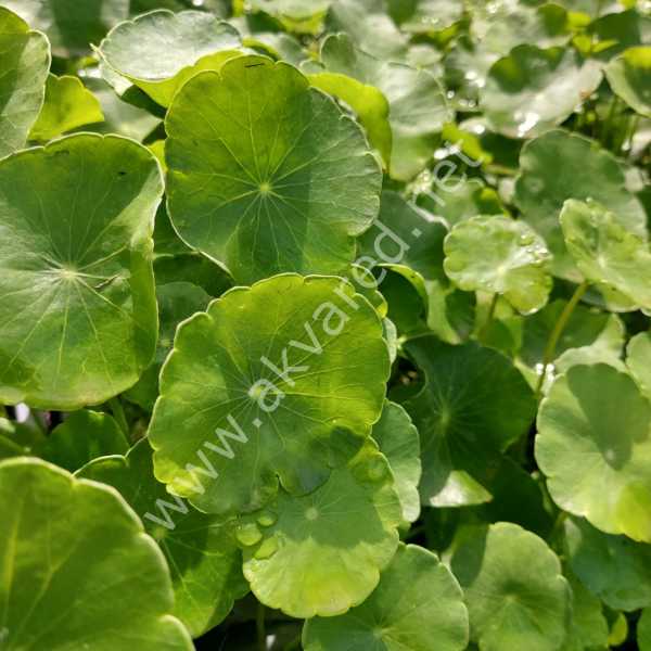 Hydrocotyle verticillata BUKET