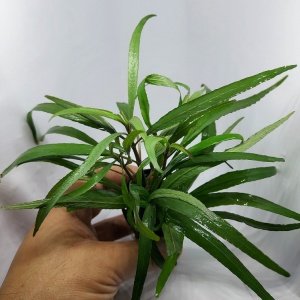 Hygrophila angustifolia rubra EXVITRO