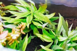 Hygrophila angustifolia rubra EXVITRO