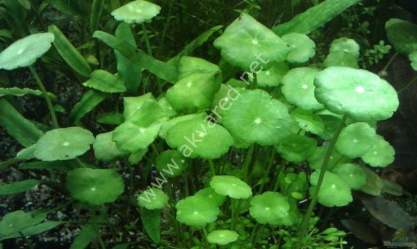 Hydrocotyle verticillata BUKET