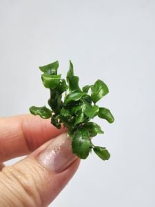 Bucephalandra bukit kelam EXVITRO