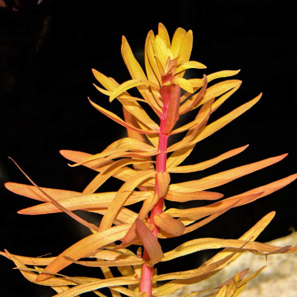 Nesea pedicellata BUKET