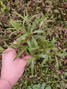 Hygrophila araguaia SAKSI