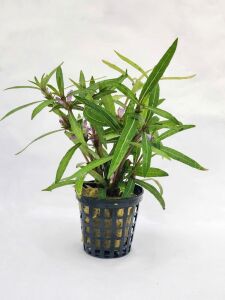 Hygrophila araguaia SAKSI