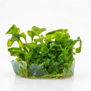 Anubias heterophylla mini IN VITRO CUP