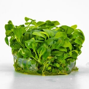 Anubias heterophylla mini IN VITRO CUP