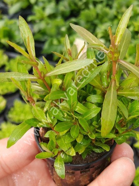 Hygrophila araguaia EXVITRO