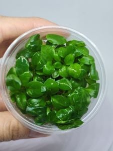 Anubias heterophylla mini IN VITRO CUP