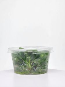 Anubias heterophylla mini IN VITRO CUP