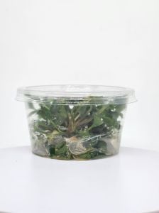 Homalomena sekadau south IN VITRO CUP