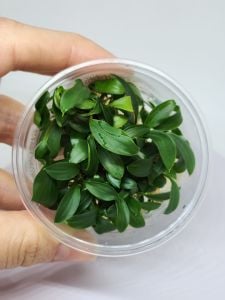 Homalomena sekadau south IN VITRO CUP