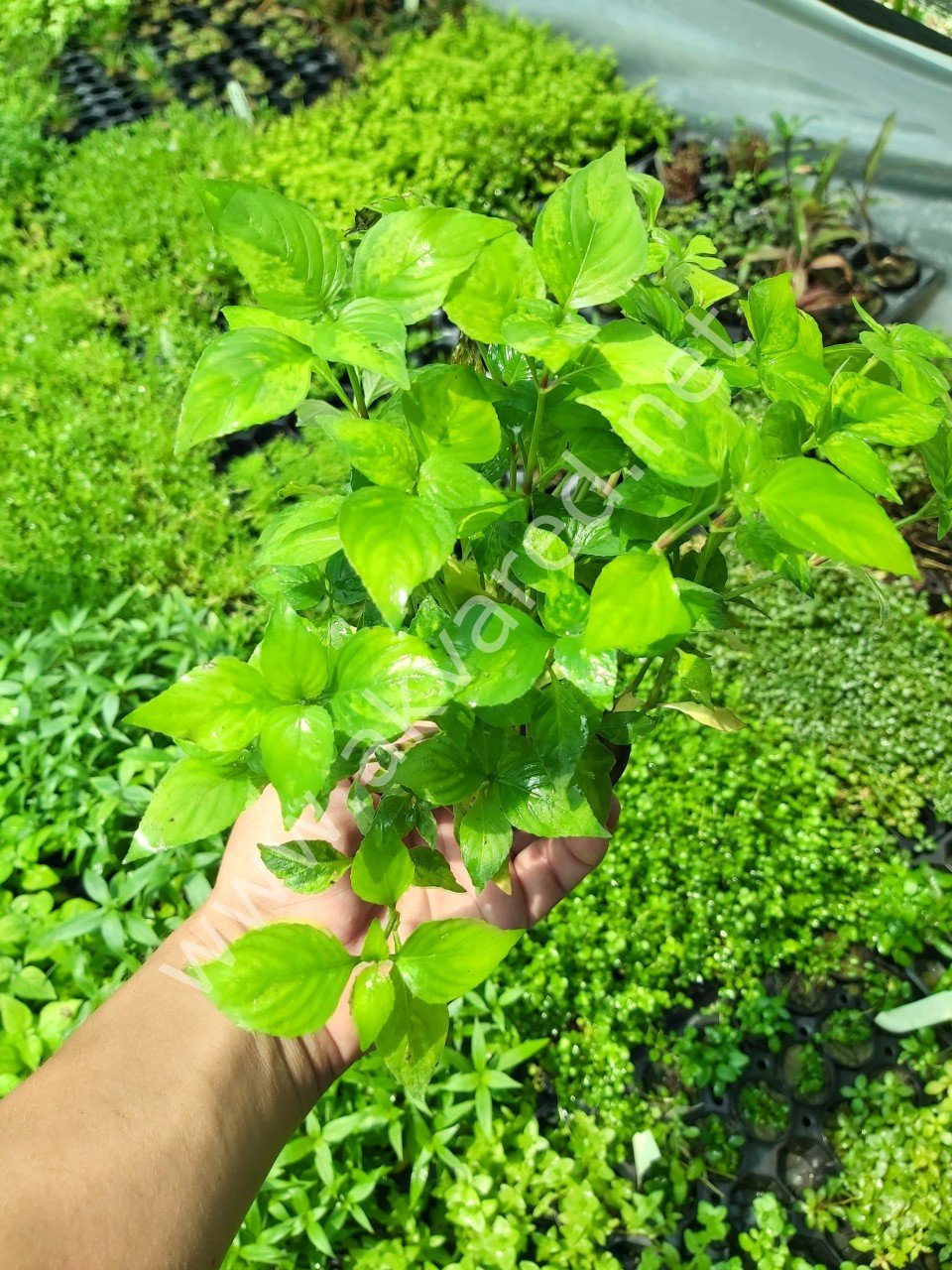 Hygrophila aurea SAKSI