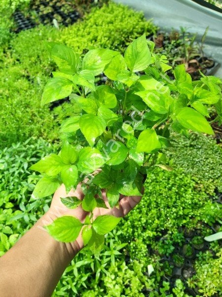 Hygrophila aurea SAKSI