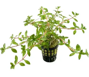 Ludwigia brevipes SAKSI