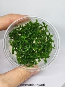Ammannia towuti IN VITRO CUP