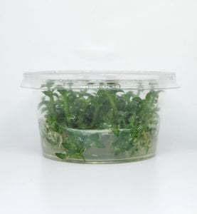Ammannia towuti IN VITRO CUP