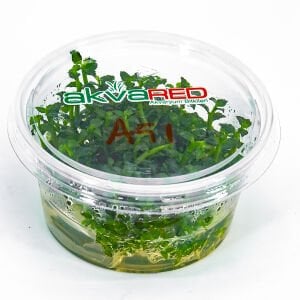 Ammannia towuti IN VITRO CUP