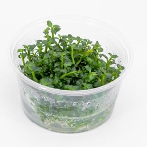 Ammannia towuti IN VITRO CUP