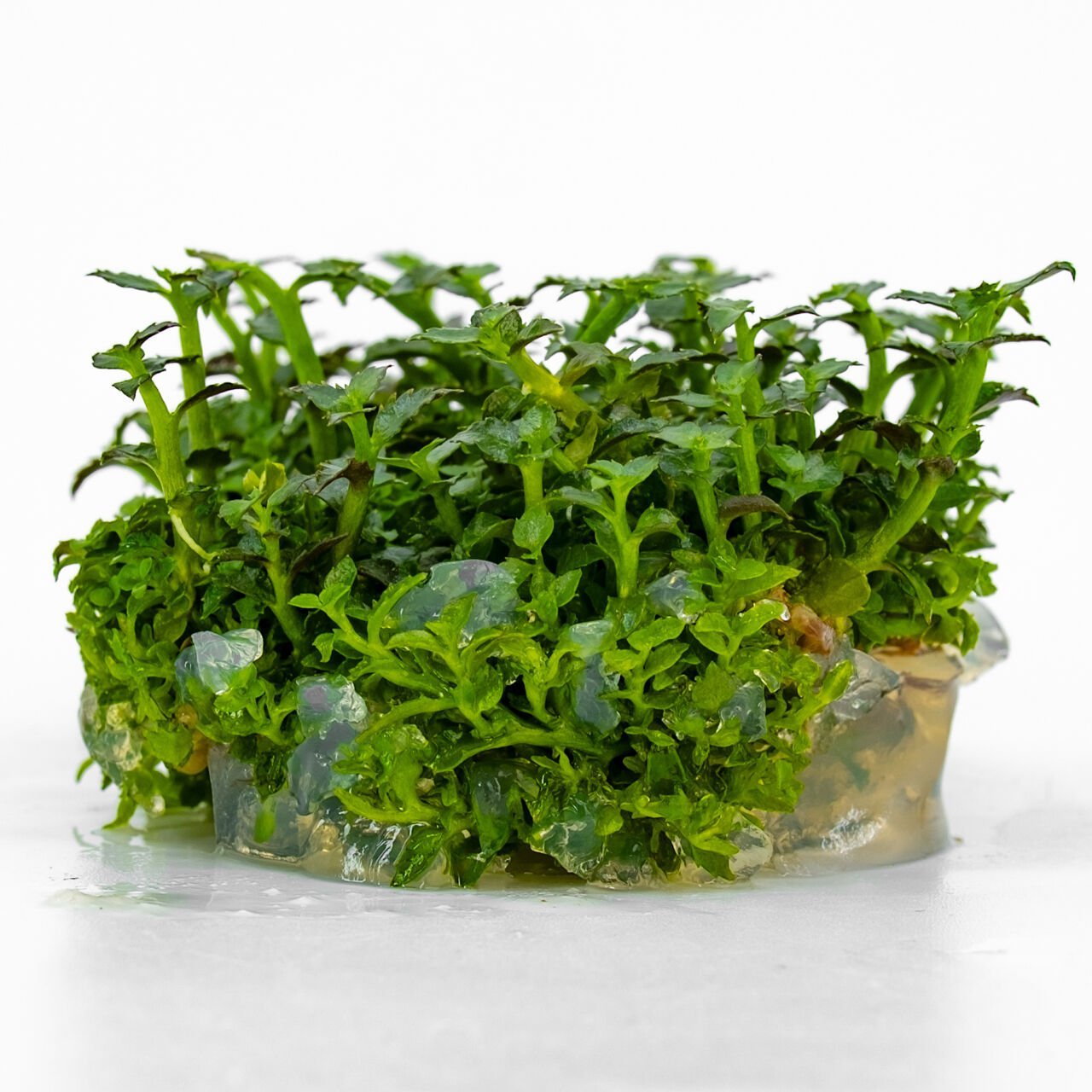 Ammannia towuti IN VITRO CUP