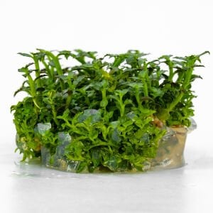 Ammannia towuti IN VITRO CUP