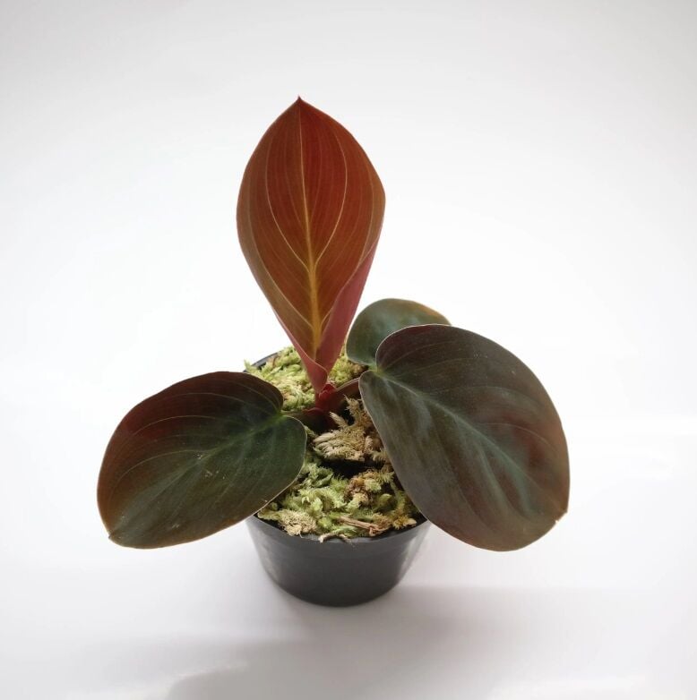 Homalomena Humilis Red