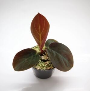 Homalomena Humilis Red
