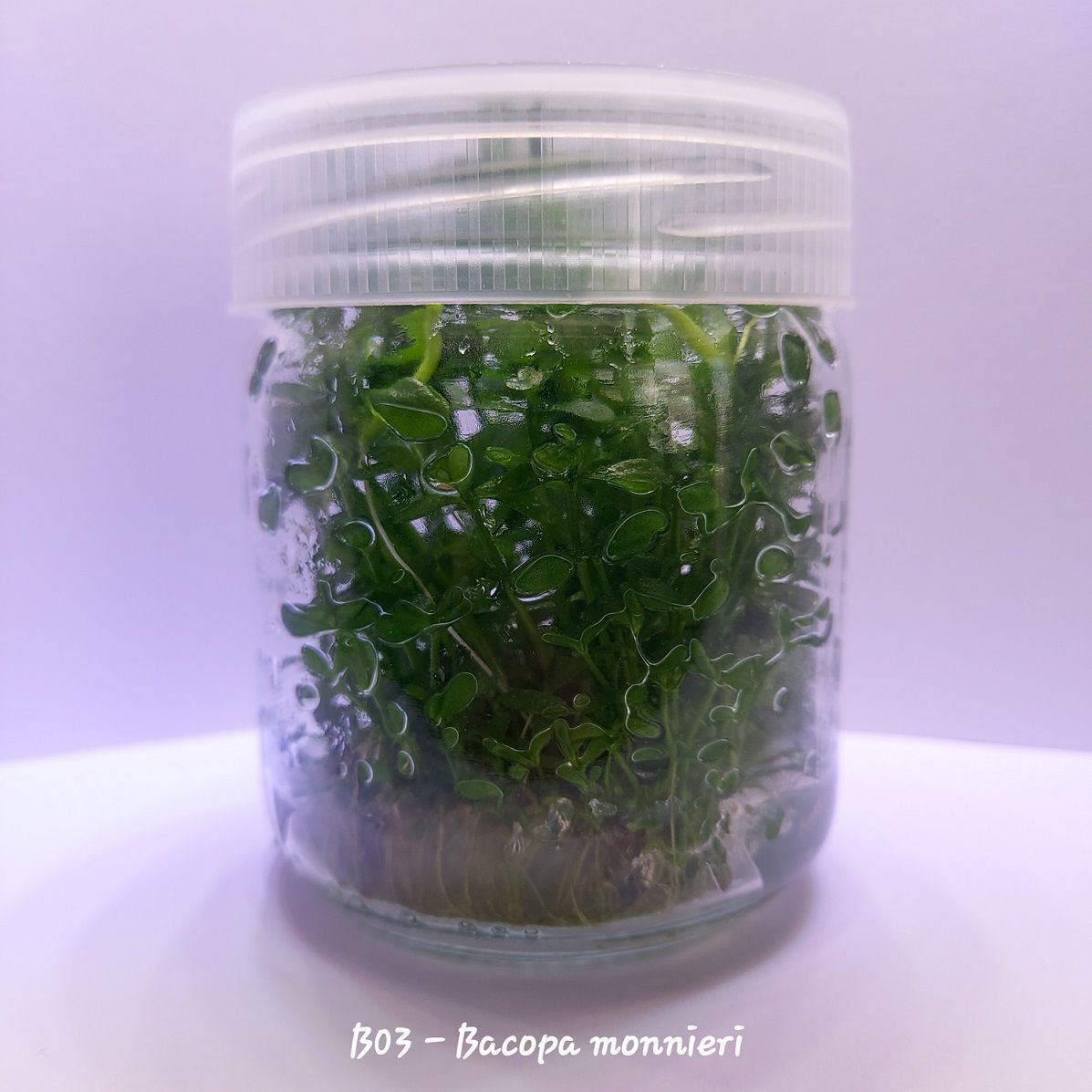 Bacopa monnieri IN VITRO JAR (KAVANOZ)