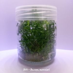 Bacopa monnieri IN VITRO JAR (KAVANOZ)