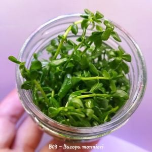 Bacopa monnieri IN VITRO JAR (KAVANOZ)