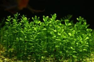 Bacopa monnieri IN VITRO JAR (KAVANOZ)